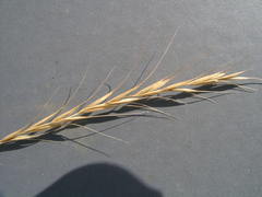 Elymus wawawaiensis
