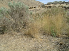 Elymus wawawaiensis