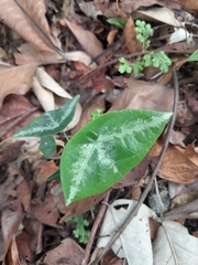 Passiflora megacoriacea image