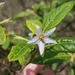 Solanum stelligerum - Photo ללא זכויות יוצרים, הועלה על ידי Jenny