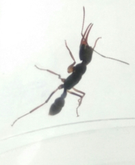 Harpegnathos venator