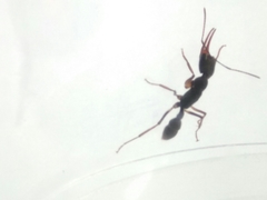 Harpegnathos venator