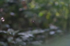 Micrathena margerita