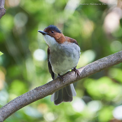Hemixos castanonotus