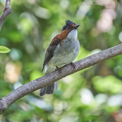 Hemixos castanonotus