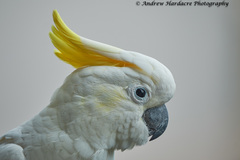 Cacatua sulphurea