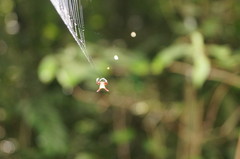 Micrathena margerita