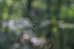 Micrathena margerita