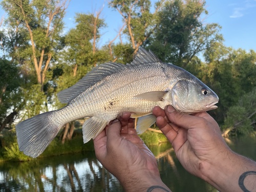 Freshwater Drum