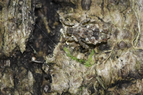 Planotettix planus observed 2023-05-13