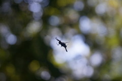 Micrathena margerita