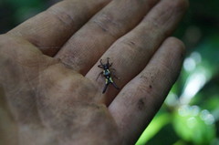 Micrathena margerita