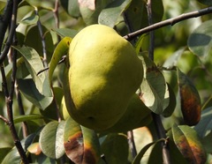 Pseudocydonia sinensis