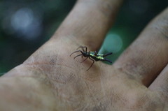 Micrathena margerita