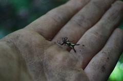 Micrathena margerita