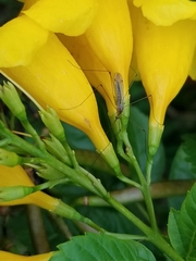 Tipulomorpha