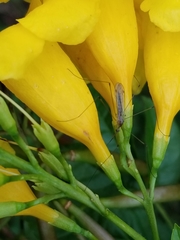 Tipulomorpha