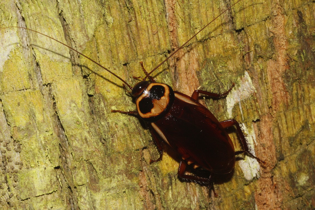 Cucaracha australiana (Insectos de Veracruz. Parte 1) · iNaturalist