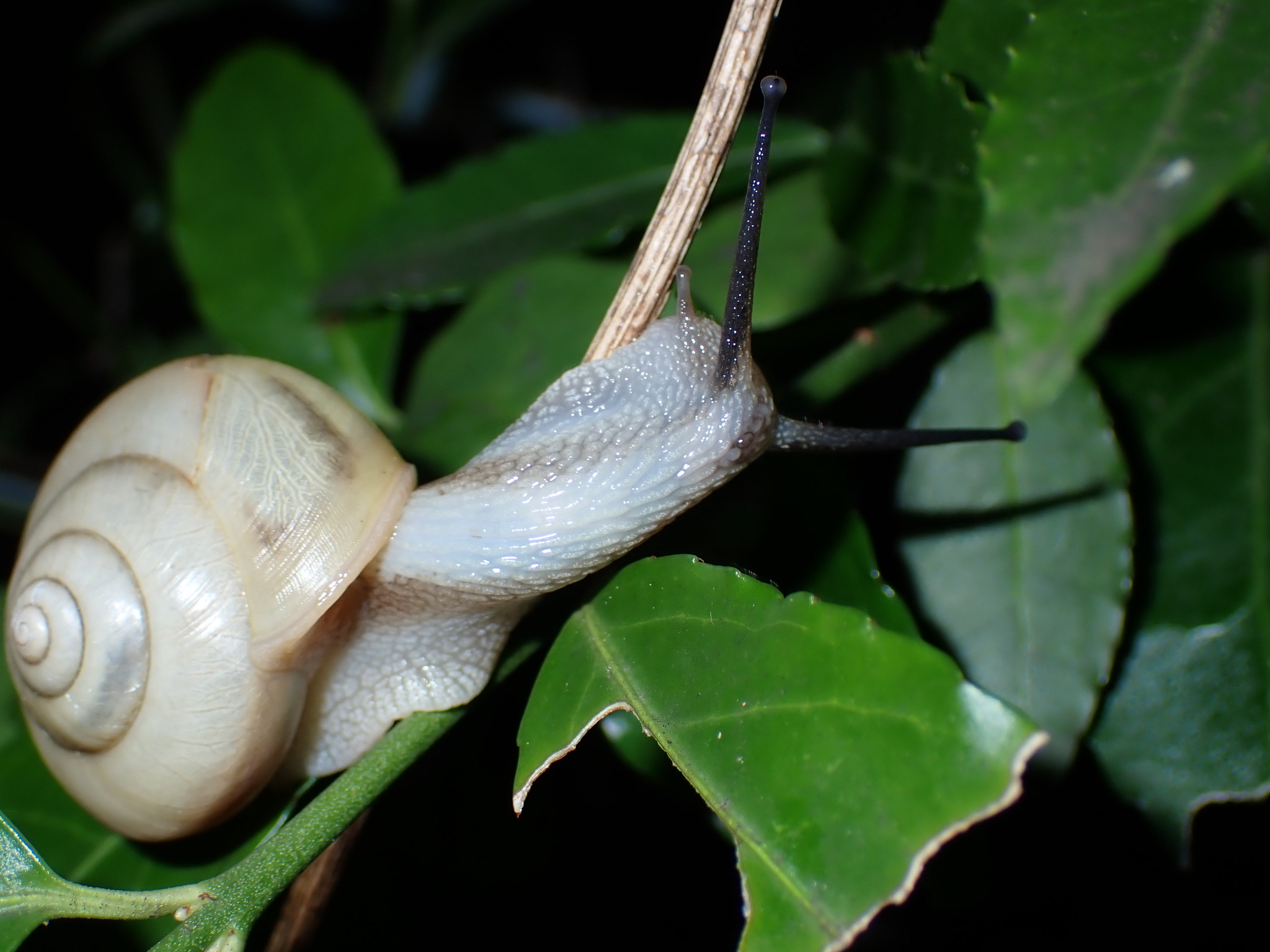 Euhadra amaliae (Kobelt, 1875)