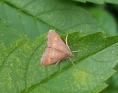 Pyrausta pseuderosnealis