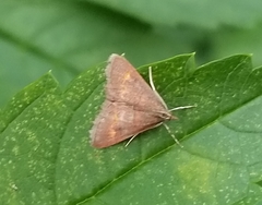 Pyrausta pseuderosnealis