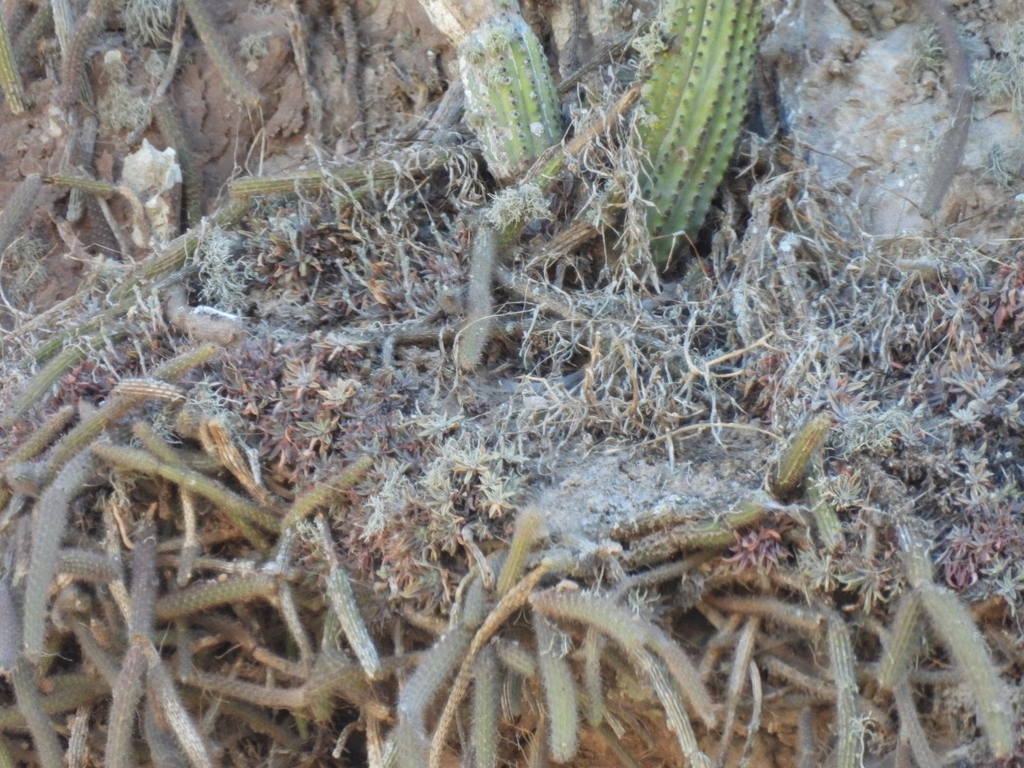 Selenicereus vagans; photograph author not stated, no rights reserved