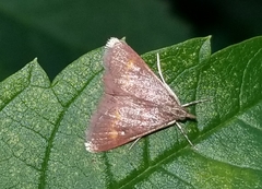 Pyrausta pseuderosnealis