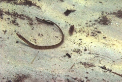 Pugnaso curtirostris