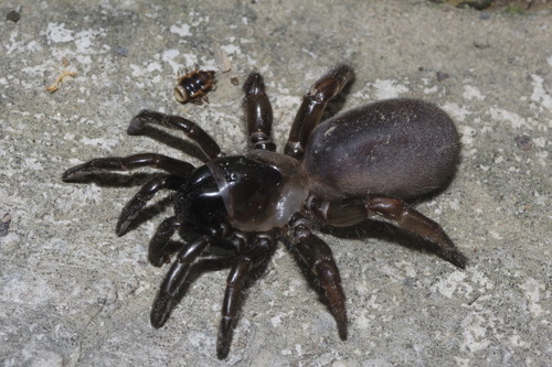 Southwestern Trapdoor Spider
