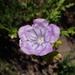 Phacelia grandiflora - Photo (c) nathantay, μερικά δικαιώματα διατηρούνται (CC BY-NC)