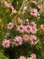 Serruria foeniculacea