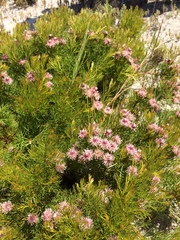 Serruria foeniculacea