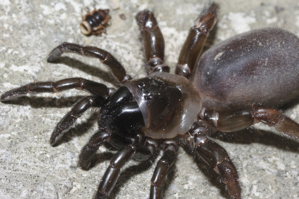Southwestern Trapdoor Spider