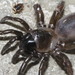 Southwestern Trapdoor Spider - Photo (c) Juan Cruzado Cortés, some rights reserved (CC BY-SA), uploaded by Juan Cruzado Cortés