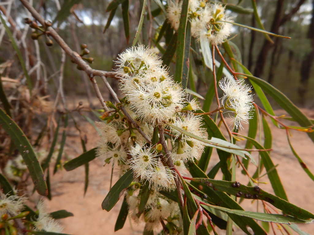 Green Mallee from Narrabri, New South Wales, Australia on May 14, 2023 ...