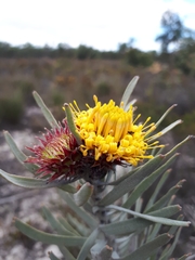 Leucospermum parile
