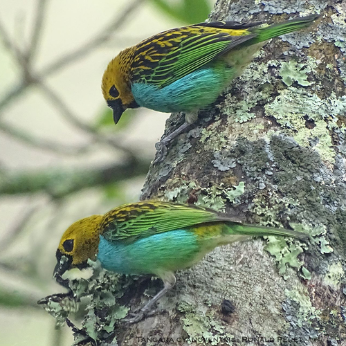 Tangara cyanoventris