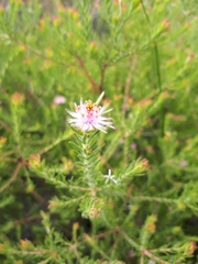 Diastella proteoides