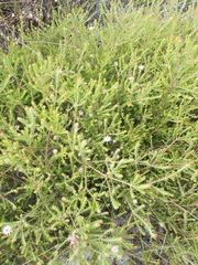 Diastella proteoides