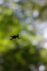 Micrathena margerita