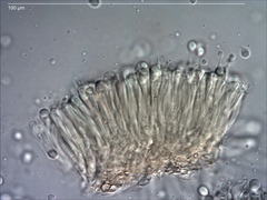 Camarophyllus apricosus