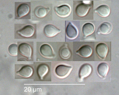 Camarophyllus apricosus