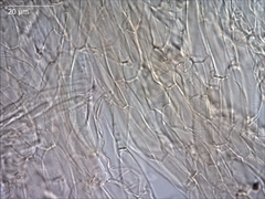 Camarophyllus apricosus