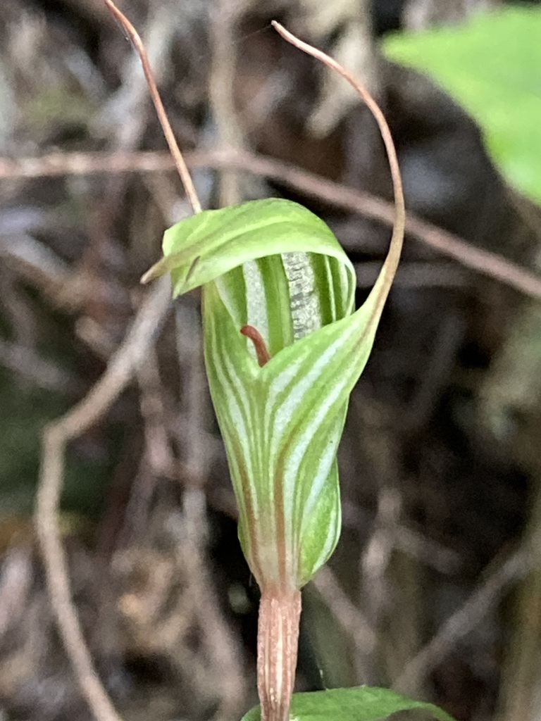 winter greenhood