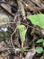 Small-lobed Greenhood (Pterostylis alobula)