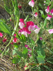 Lathyrus odoratus
