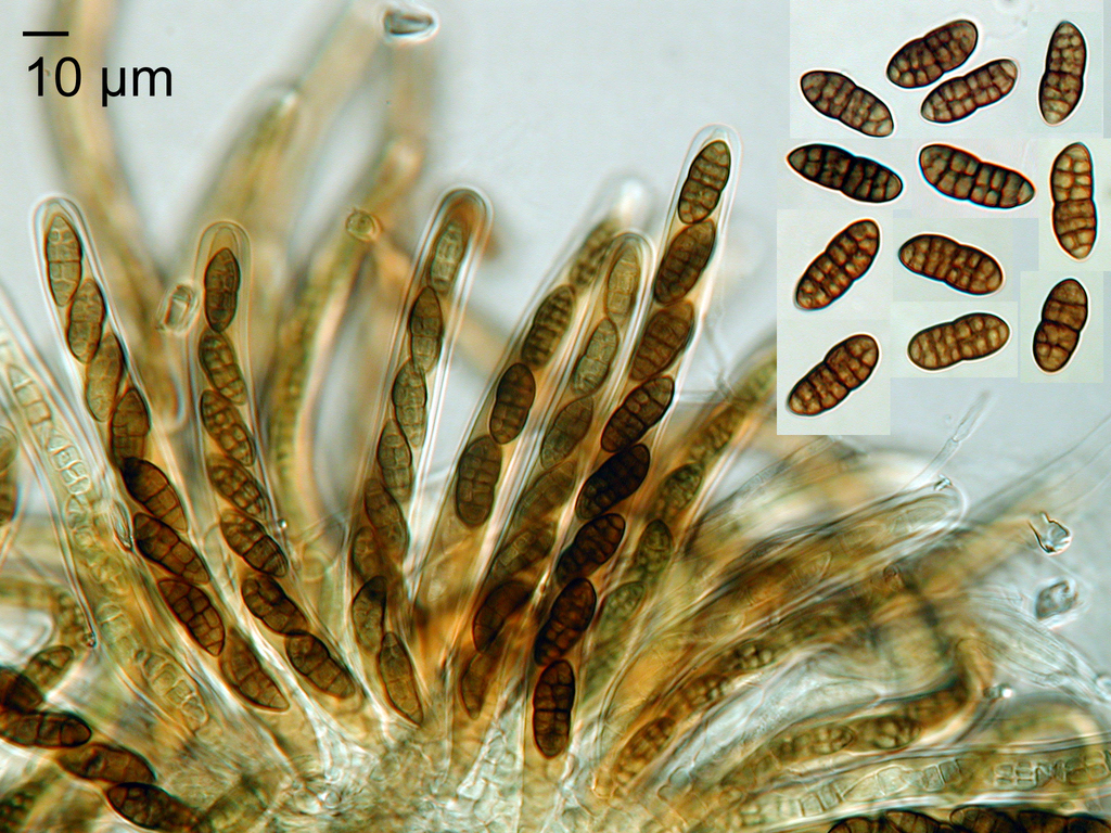 Camarosporium arezzoense