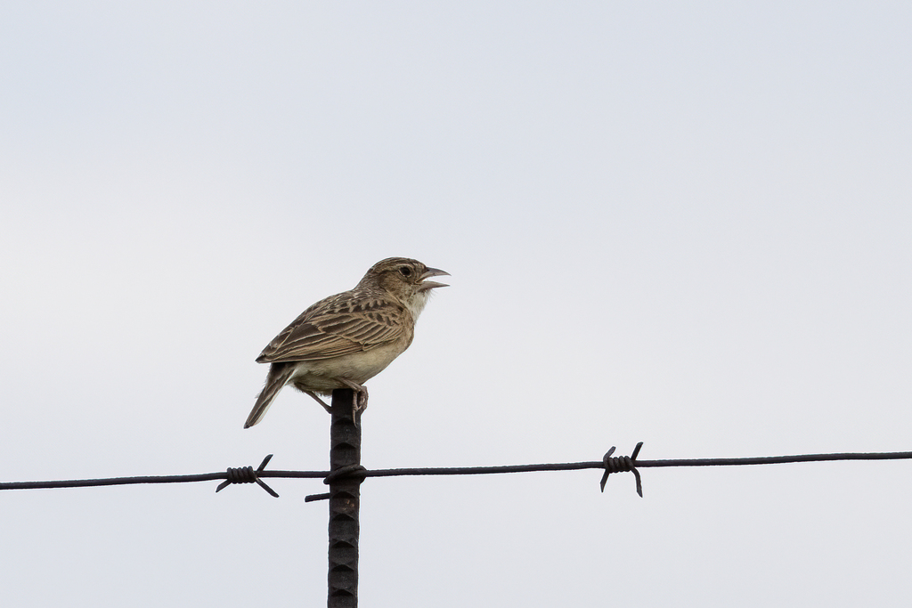Melodious Lark photo