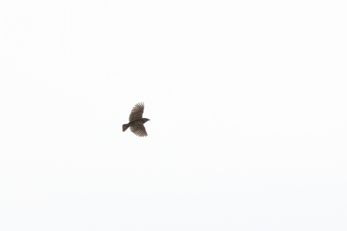 iNaturalist image