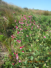 Lathyrus odoratus